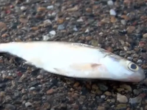 Il pleut des poissons au Texas